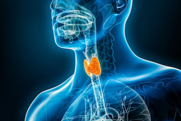 Location of the thyroid gland at the front of the neck