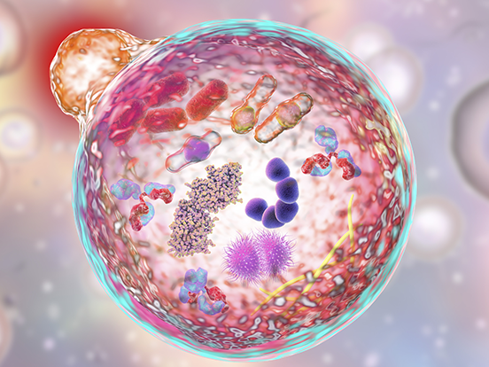 Thyroid and Metabolism