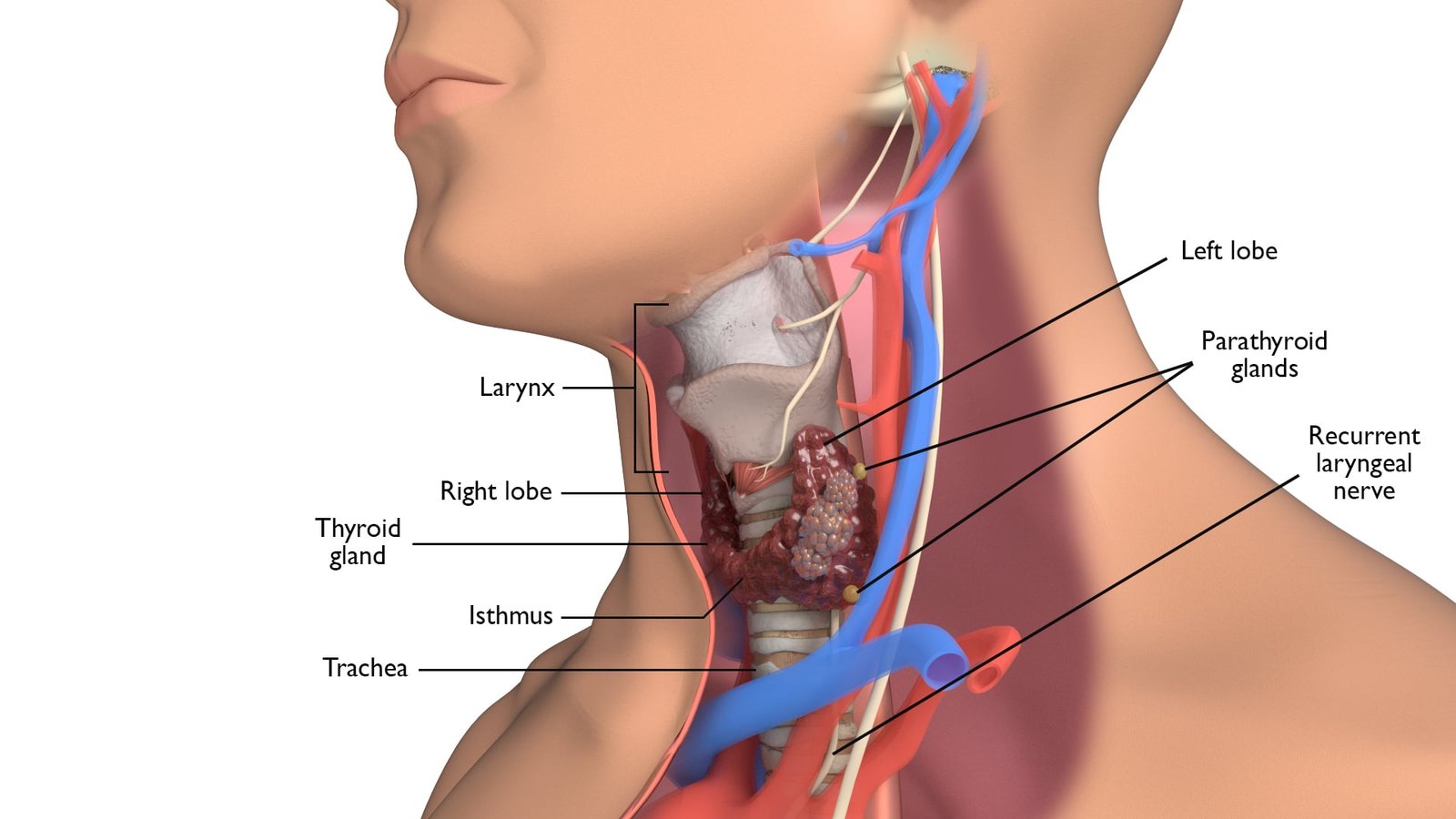 Hyperthyroidism