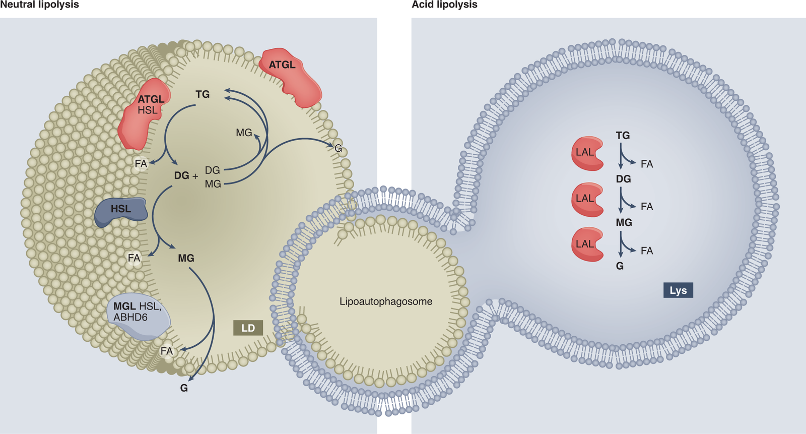 Glucose and Lipid Optimisation Data