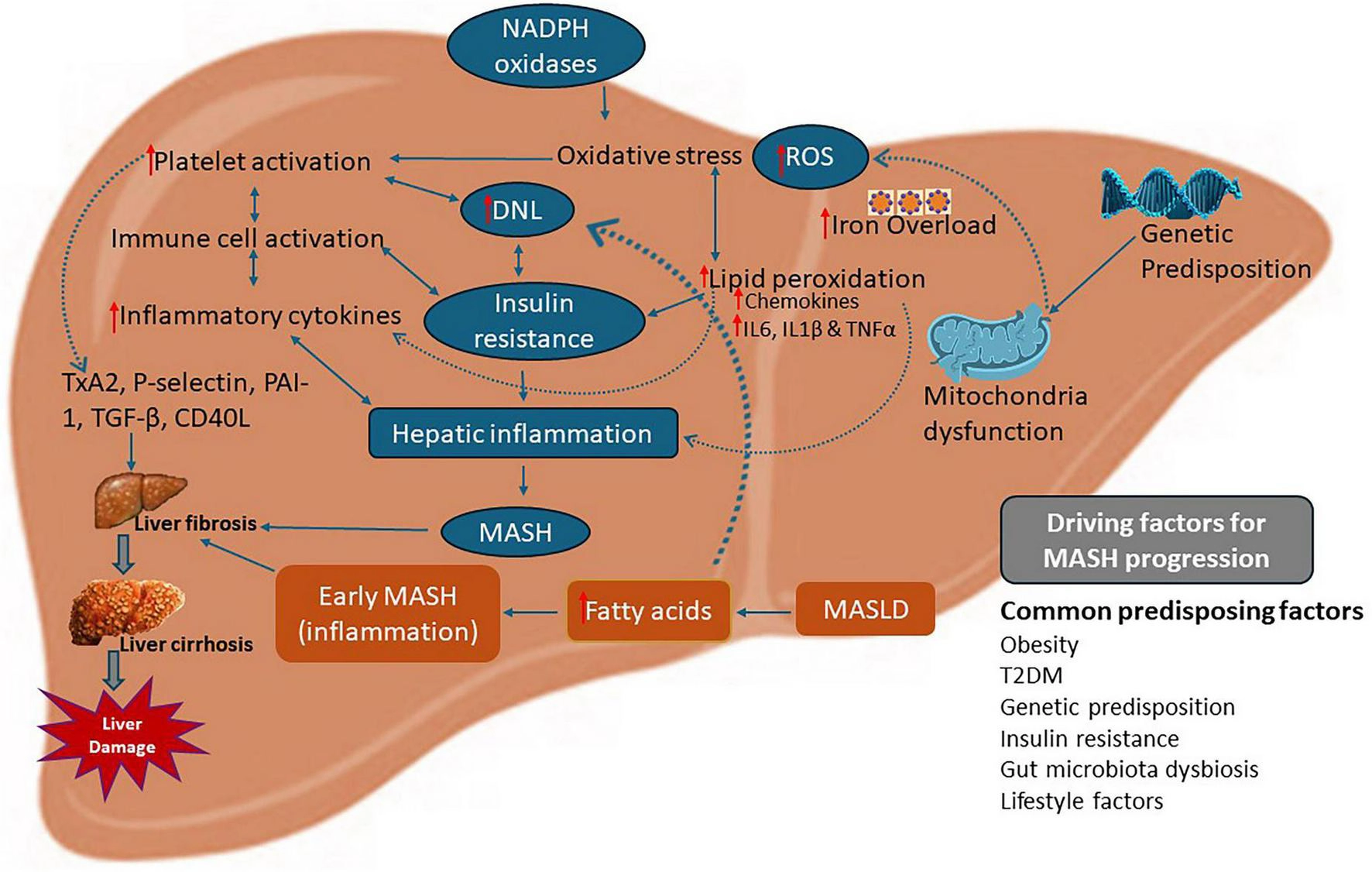 Progression to MASH and Fibrosis
